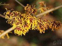 Hamamelis Andrea 2015 02 07 3126